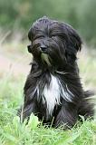 TERRIER DU TIBET 364